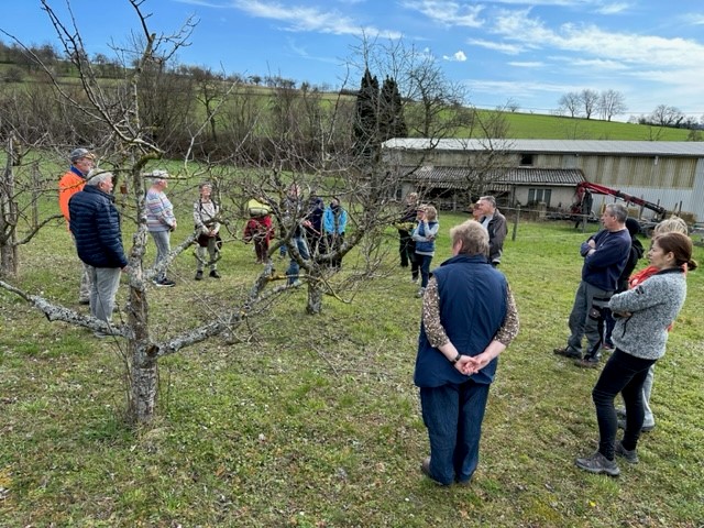 Praxiskurs Pfirsichbäume schneiden